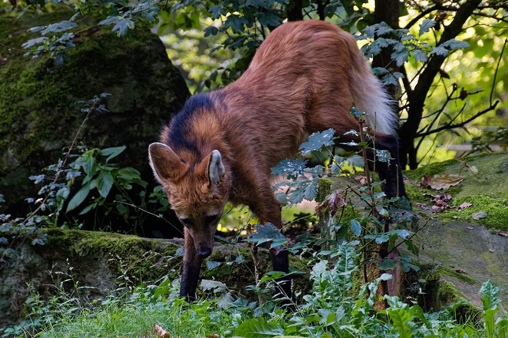 Mähnenwolf