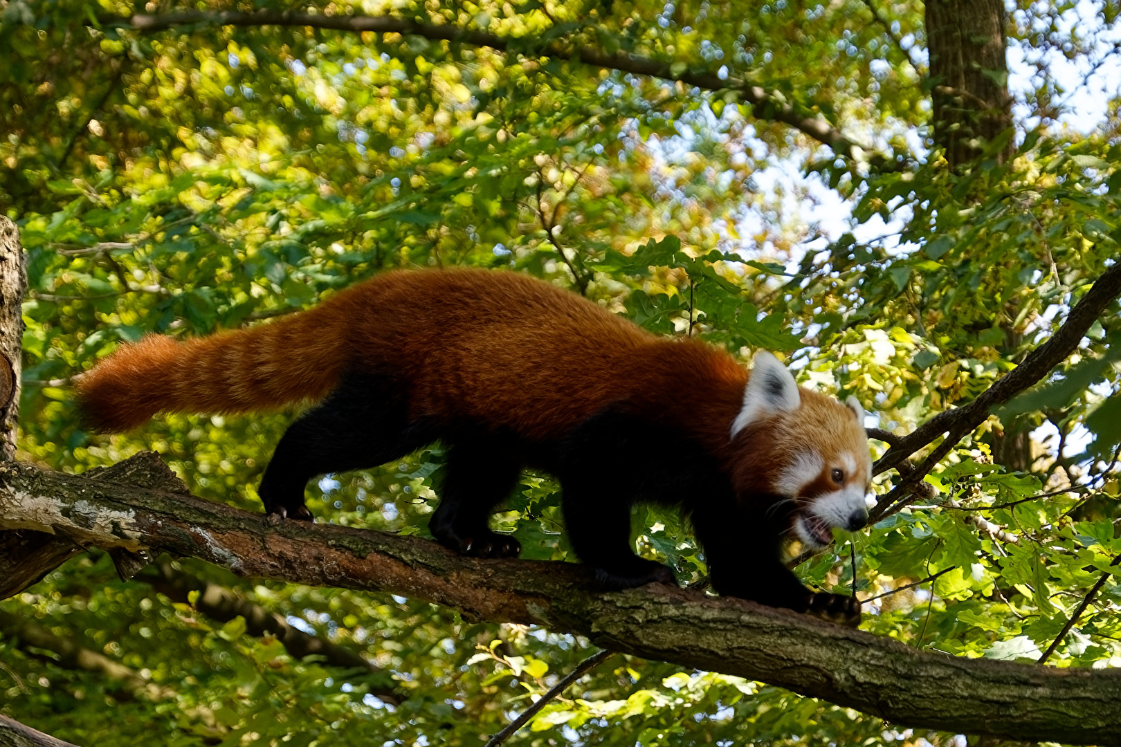 Roter Panda  ( Katzenbär )