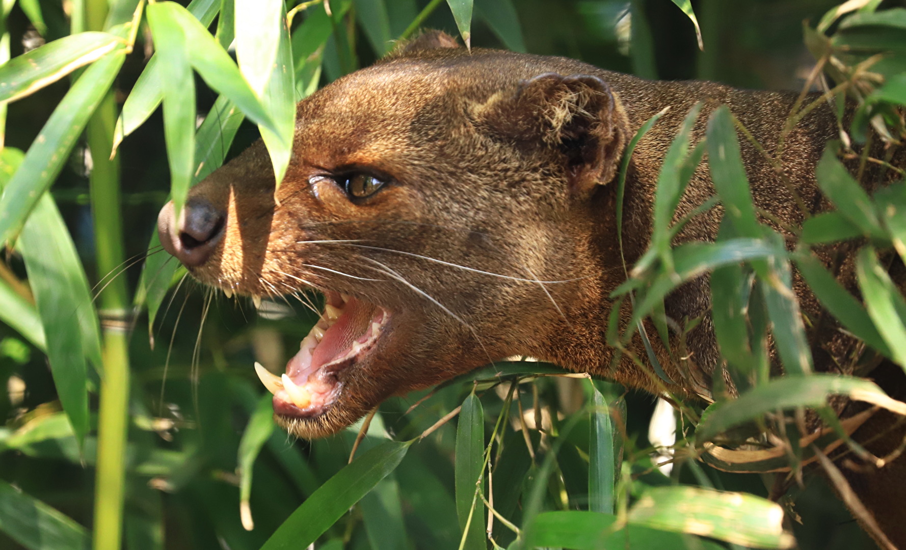 Fossa