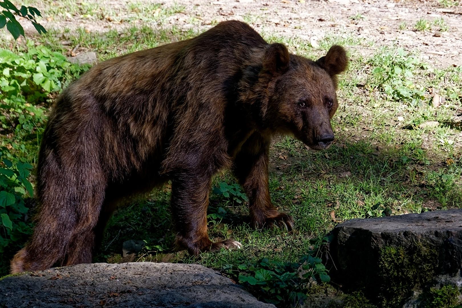 Braunbär