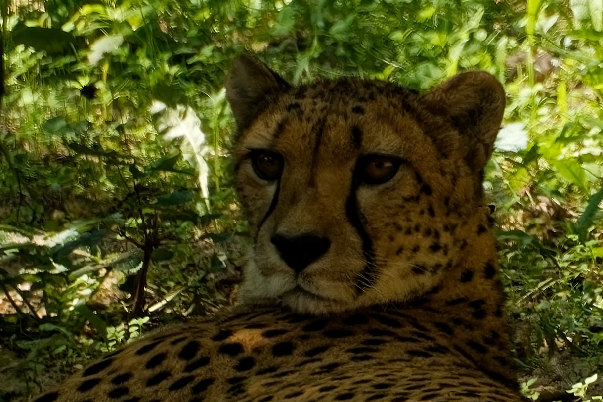 Gepard