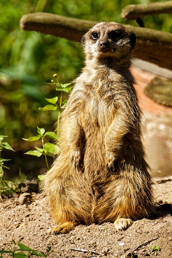 Erdmännchen