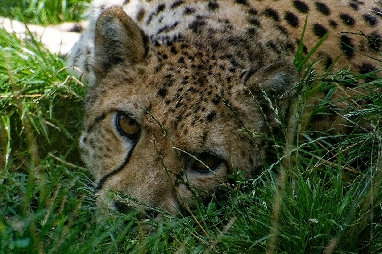 Gepard