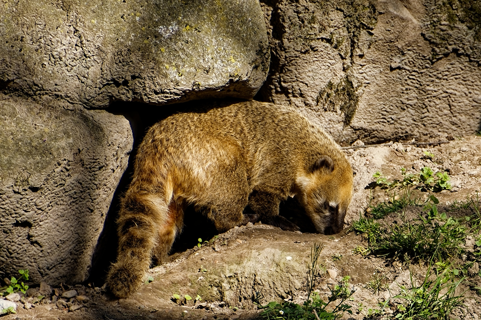 Nasenbär