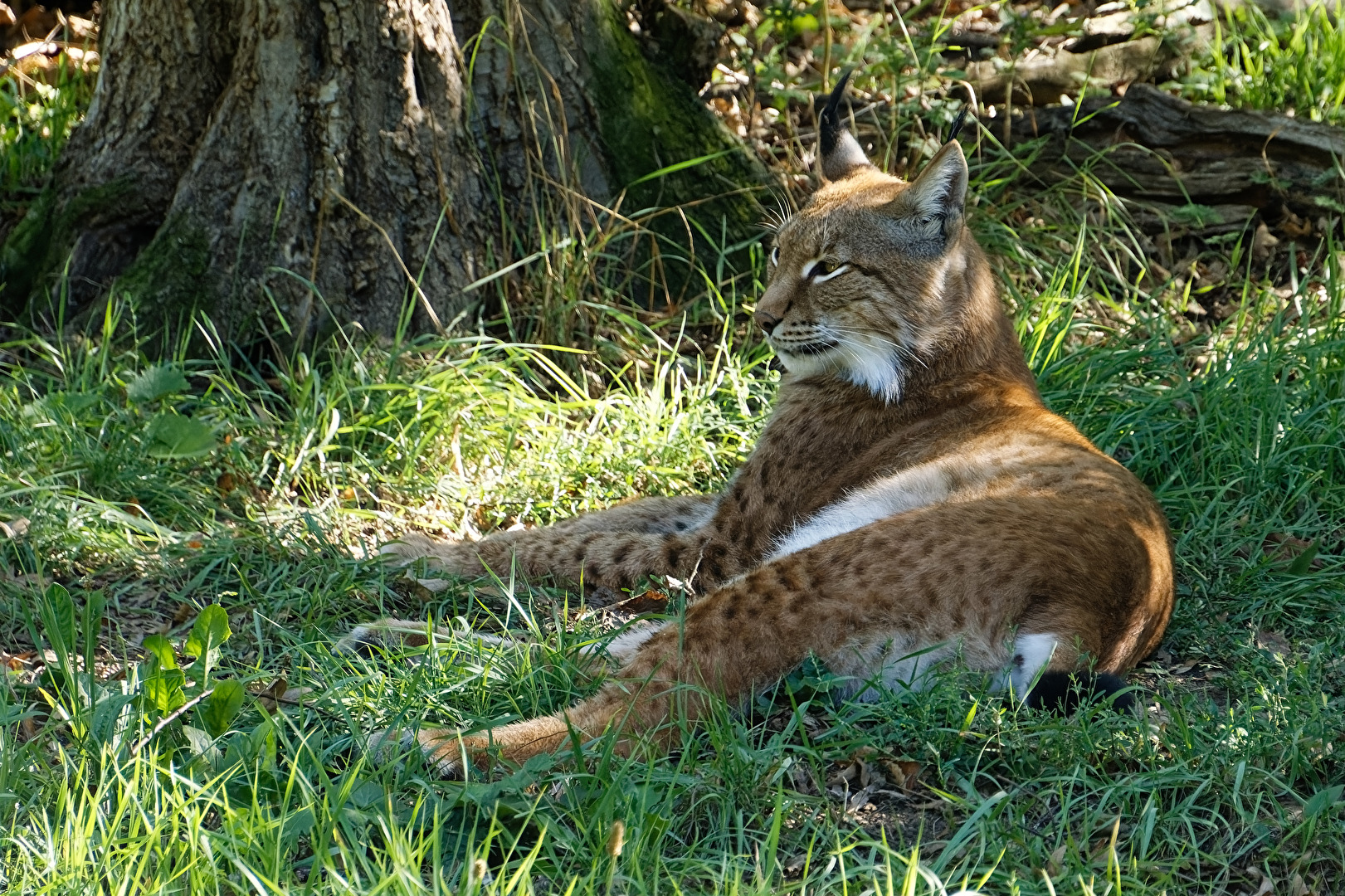 Luchs