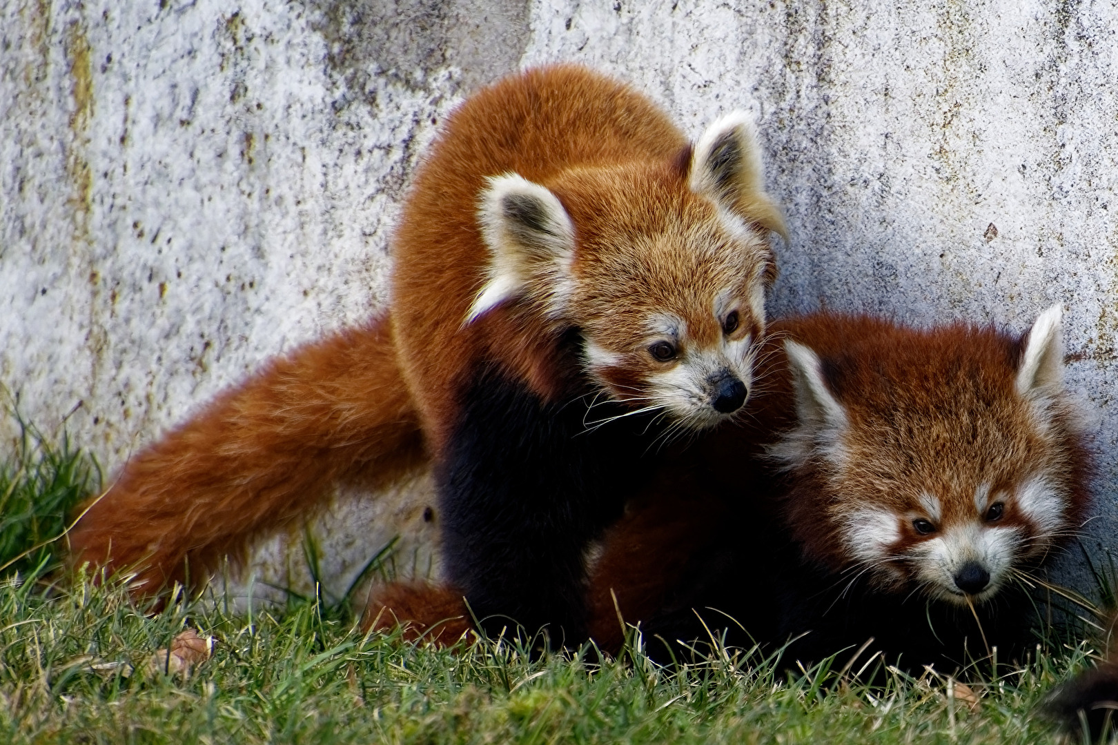 Roter Panda ( Katzenbär )
