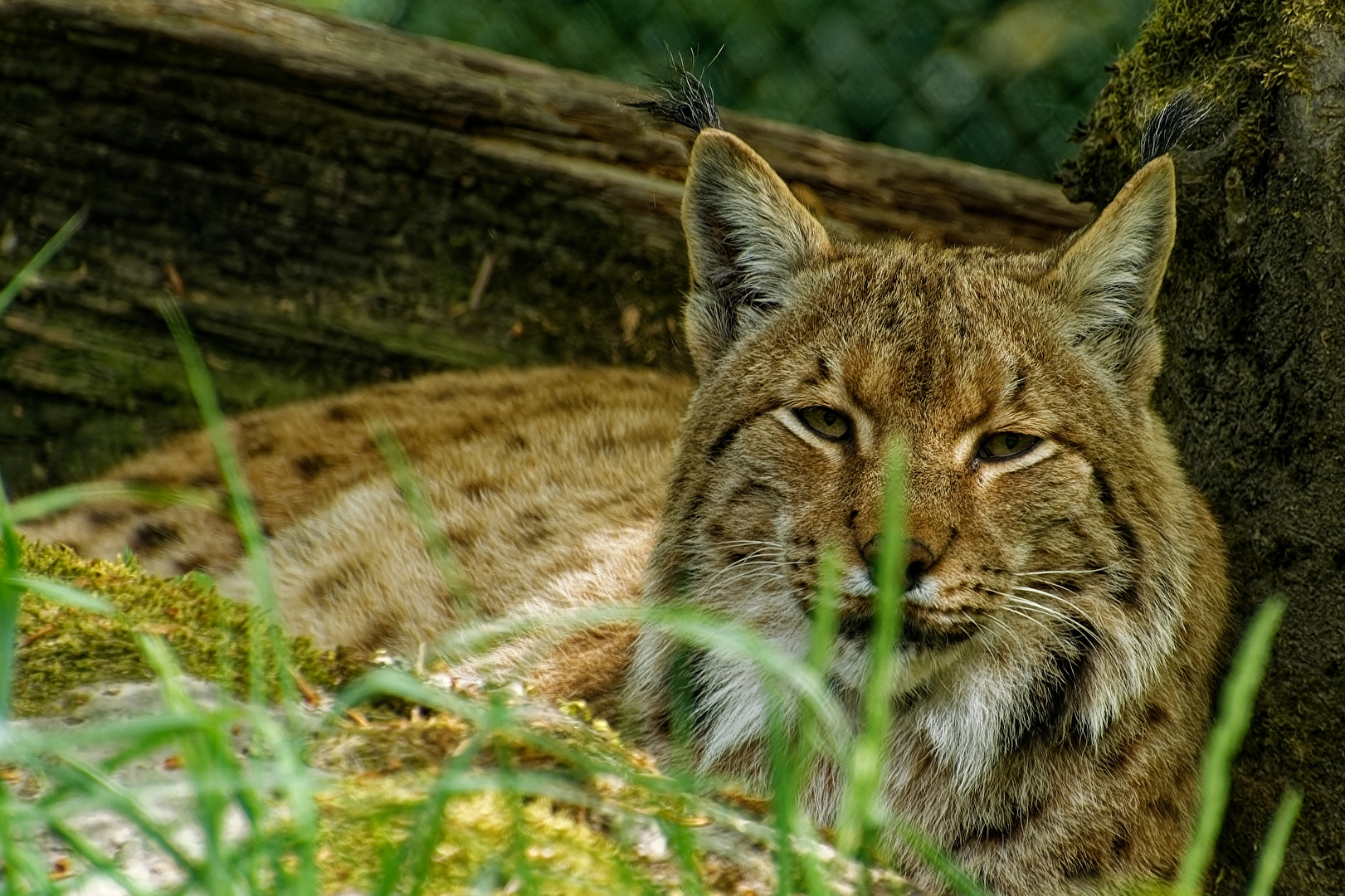 Luchs