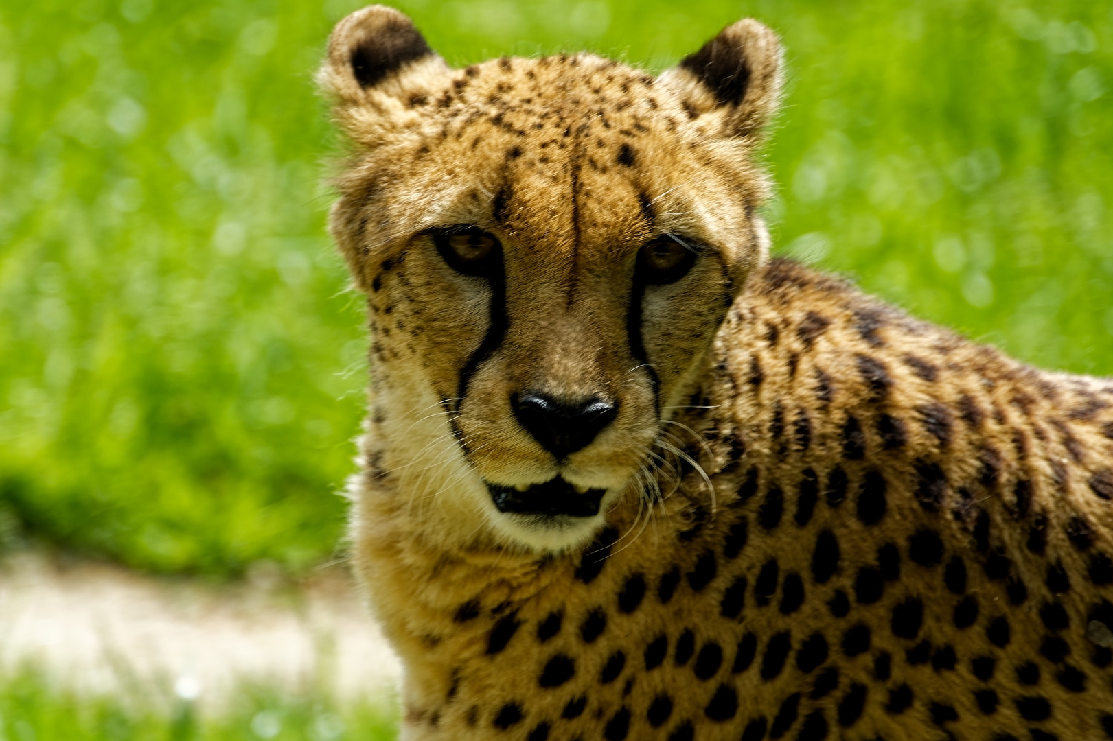 Gepard