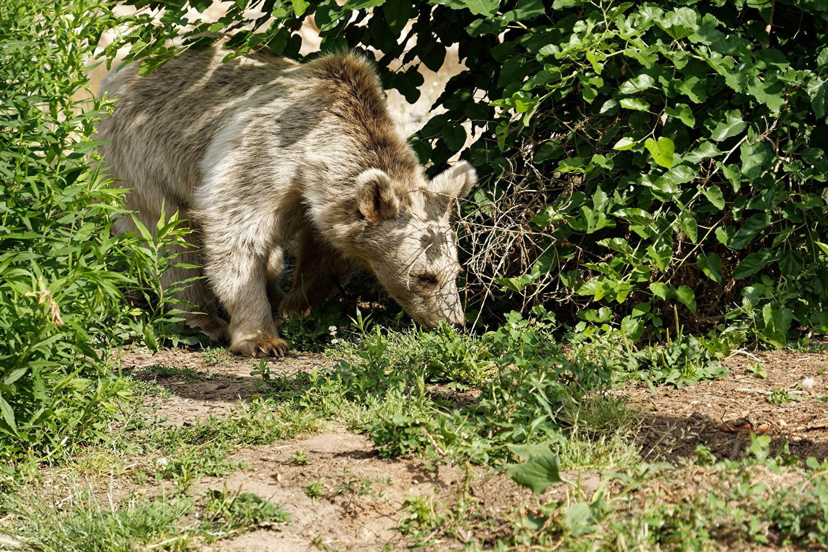 Syrischer Braunbär