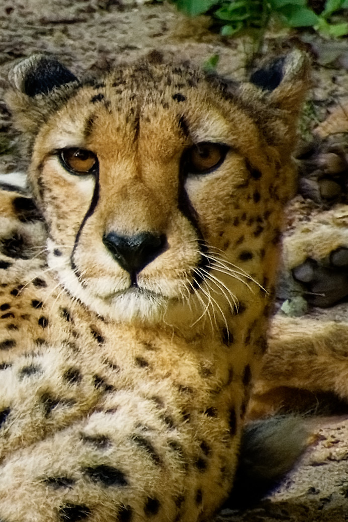 Gepard