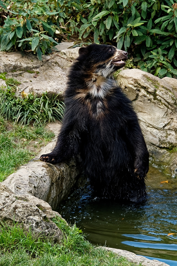 Brillenbär