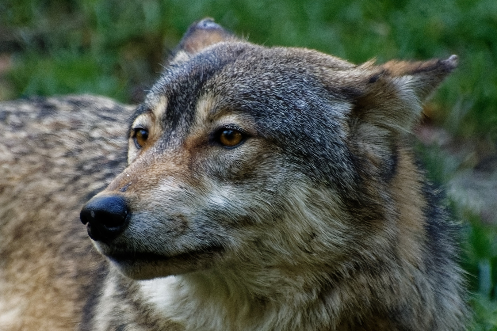 Timberwolf