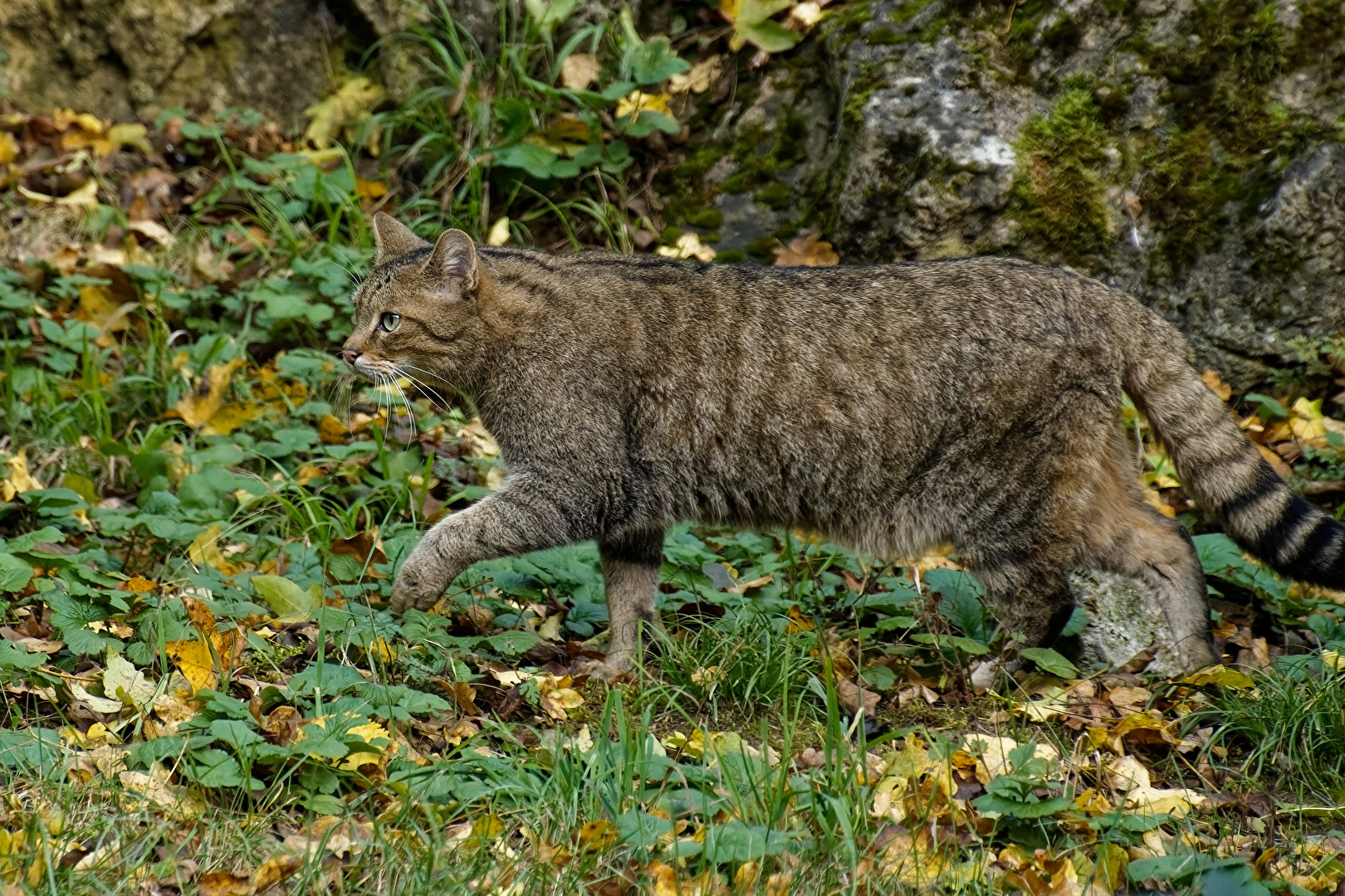 Wildkatze