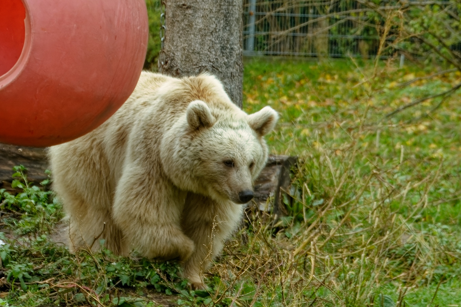 Syrischer Braunbär