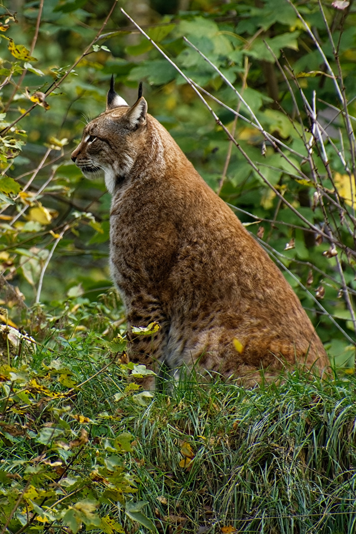 Luchs