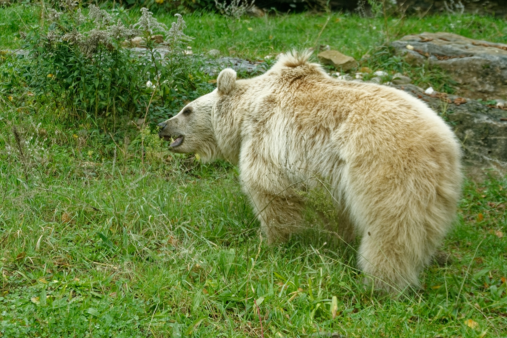 Syrischer Braunbär