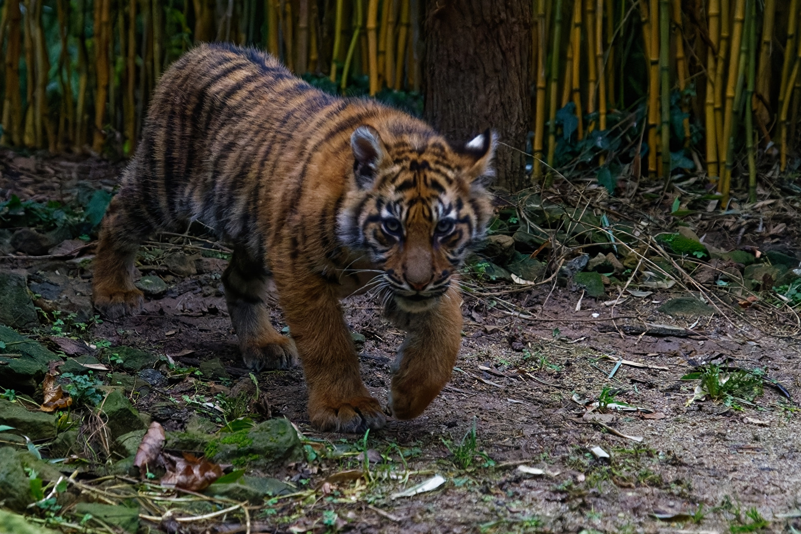 junger Tiger