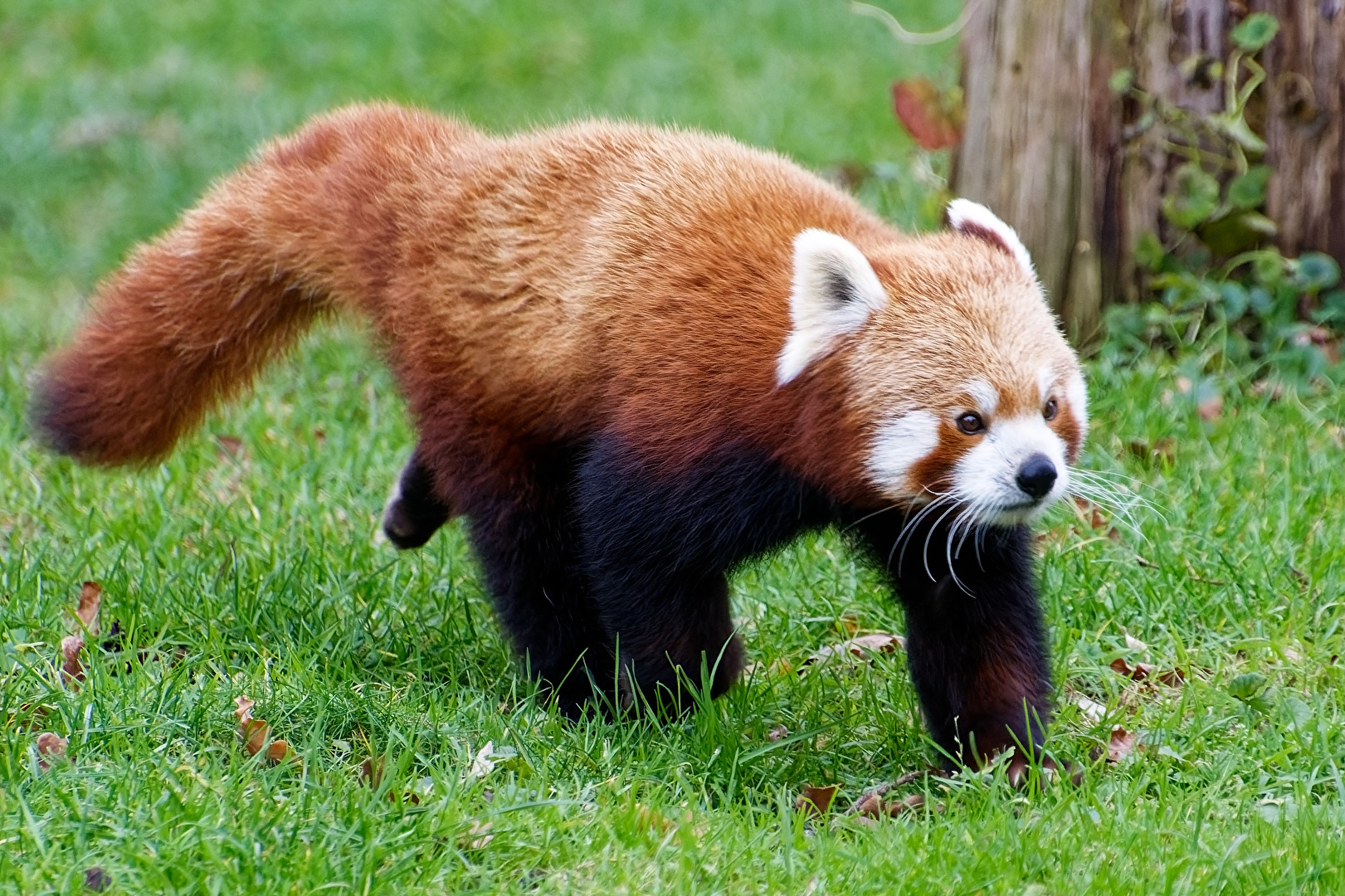 Roter Panda ( Katzenbär )