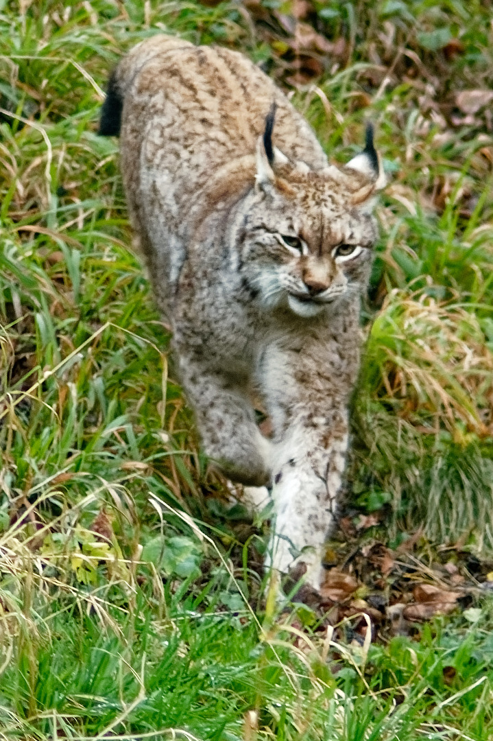 Luchs