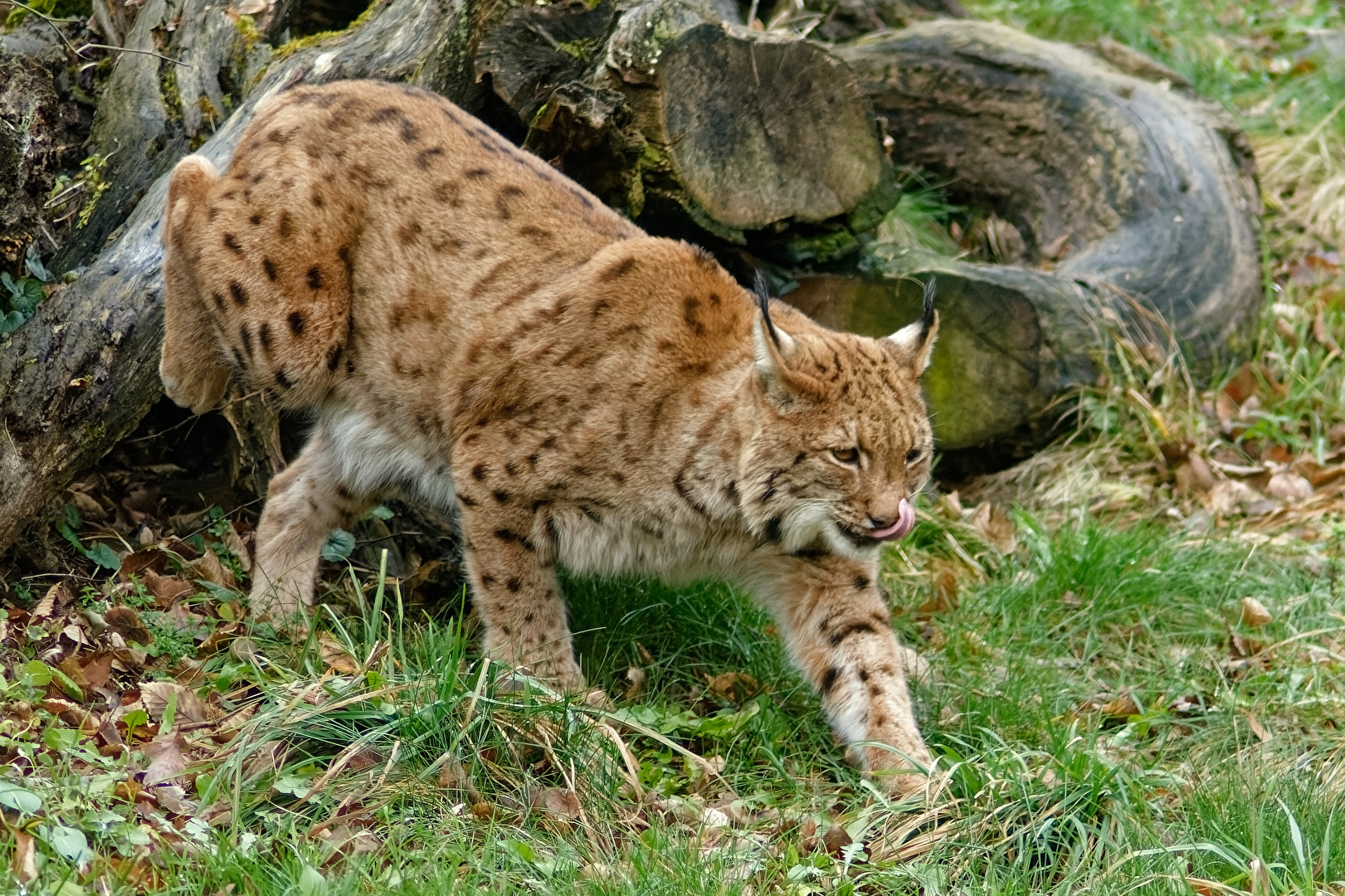 Luchs