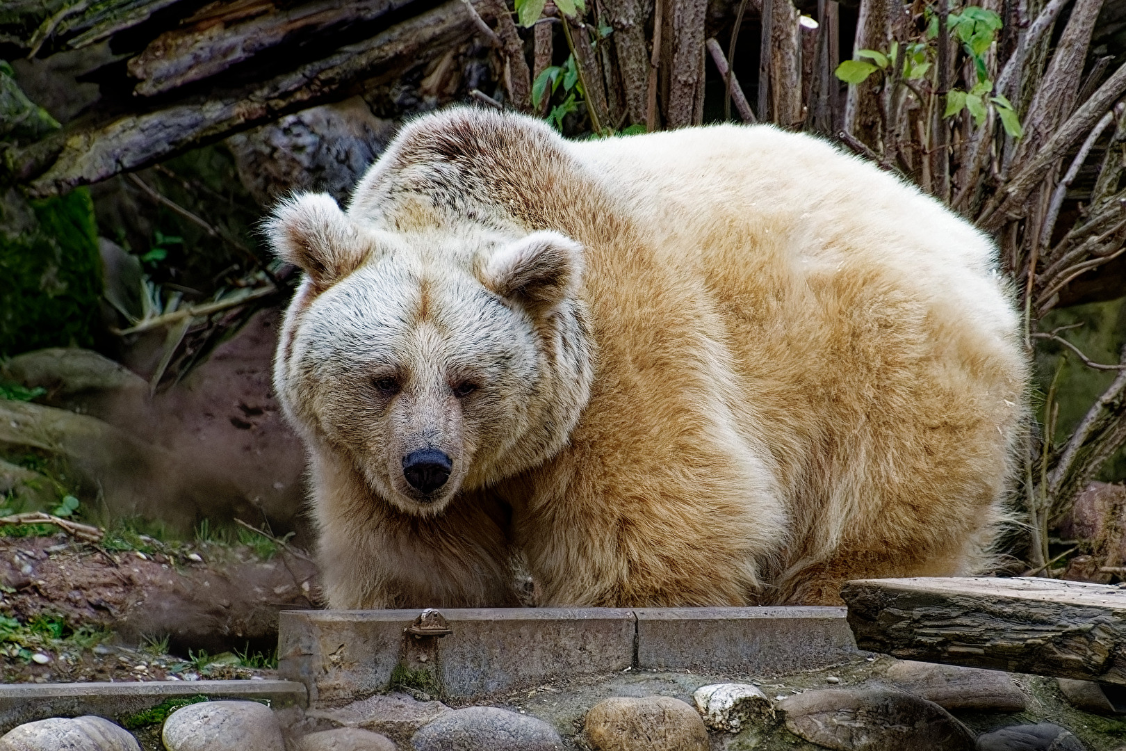 Syrischer Braunbär