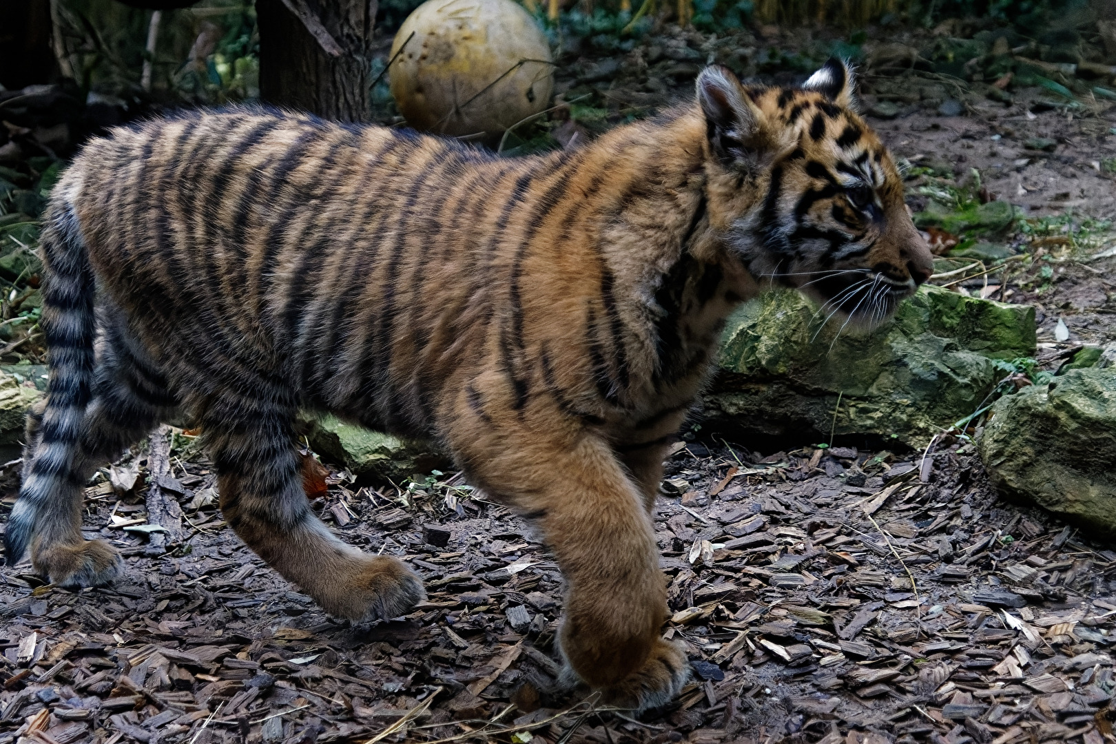 junger Tiger