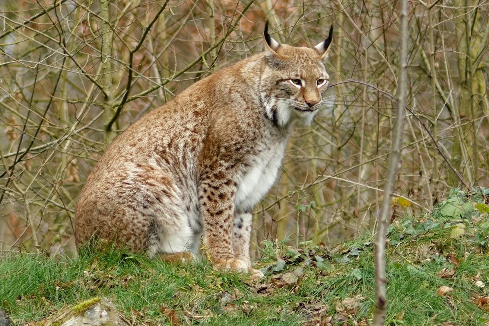 Luchs