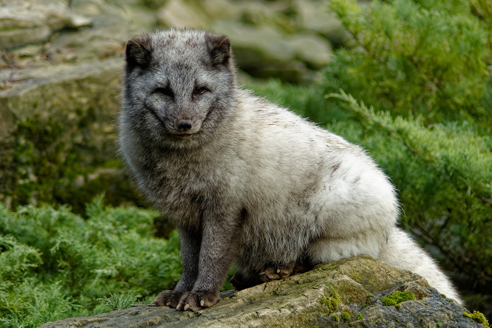 Polarfuchs
