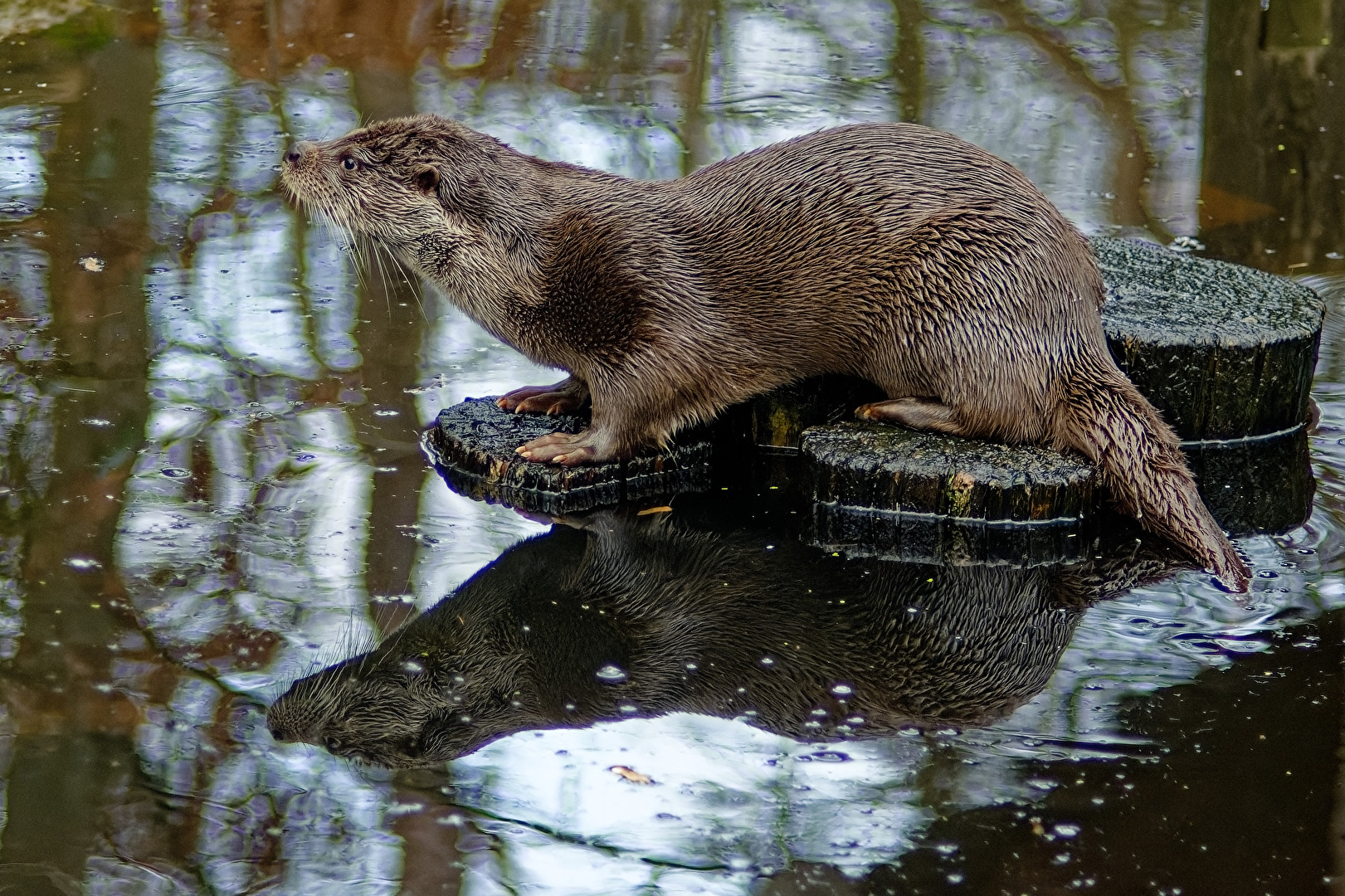 Otter