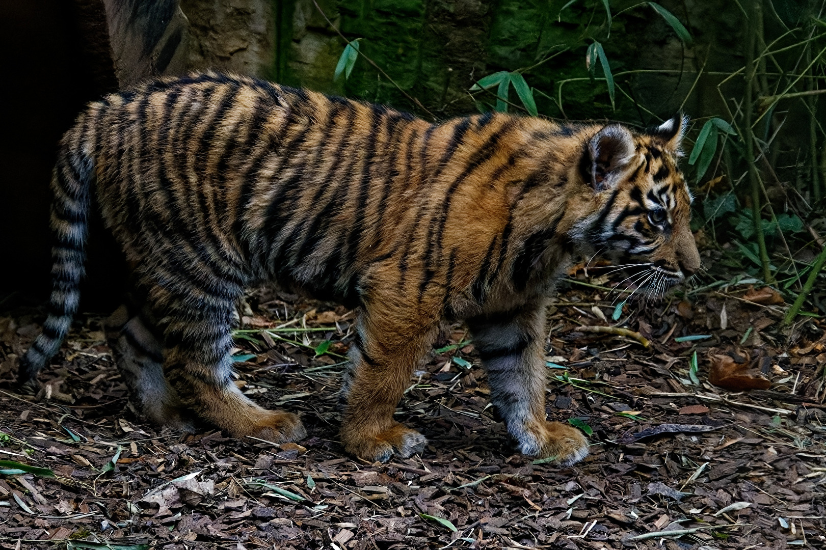 junger Tiger