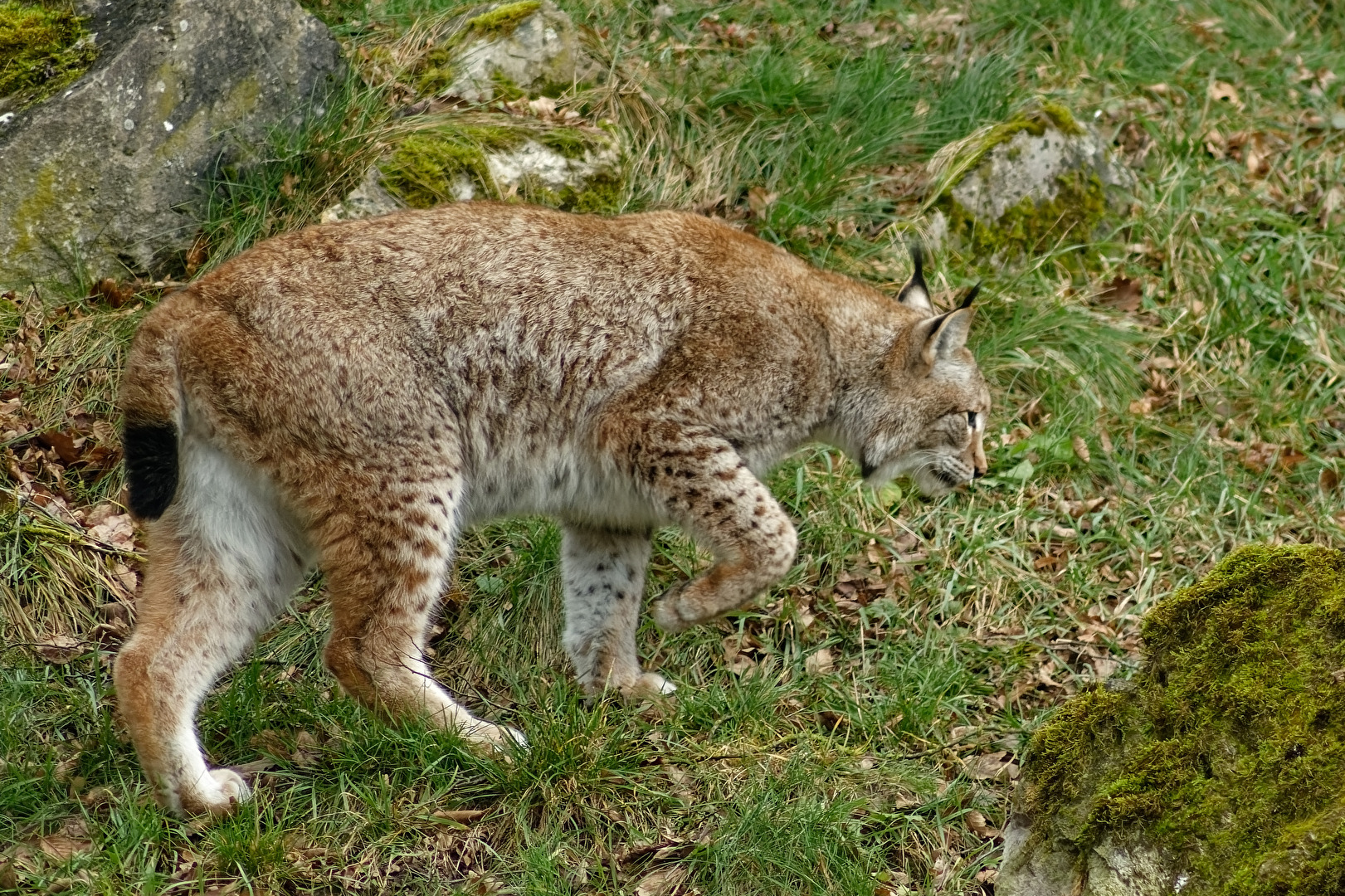 Luchs