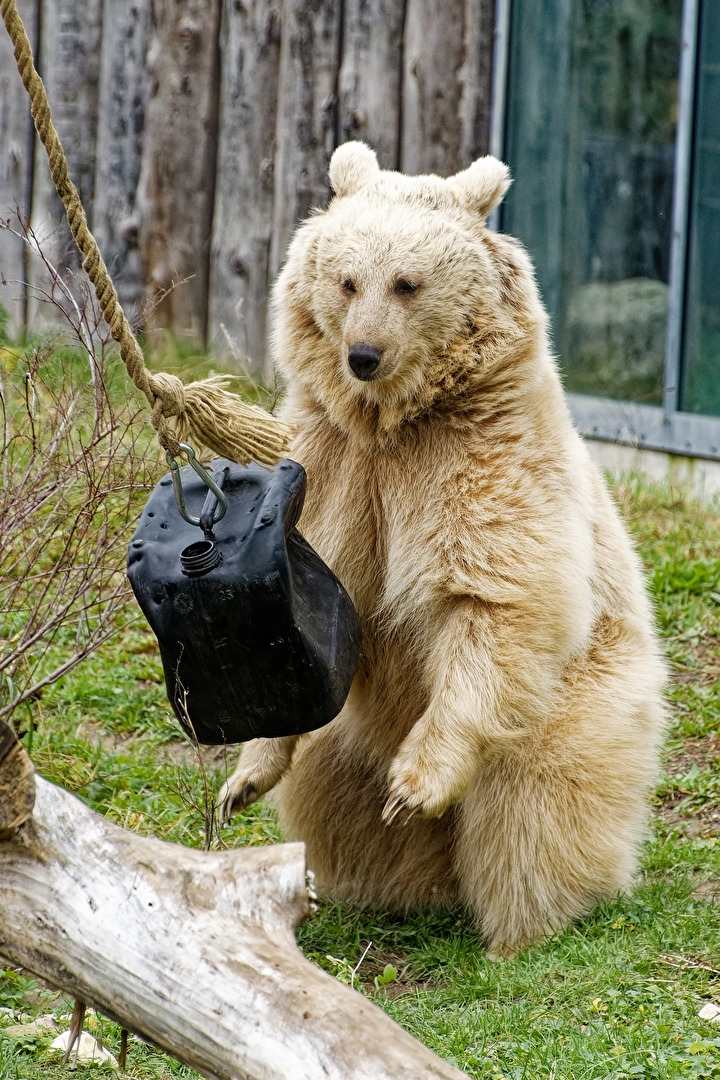 Syrischer Braunbär