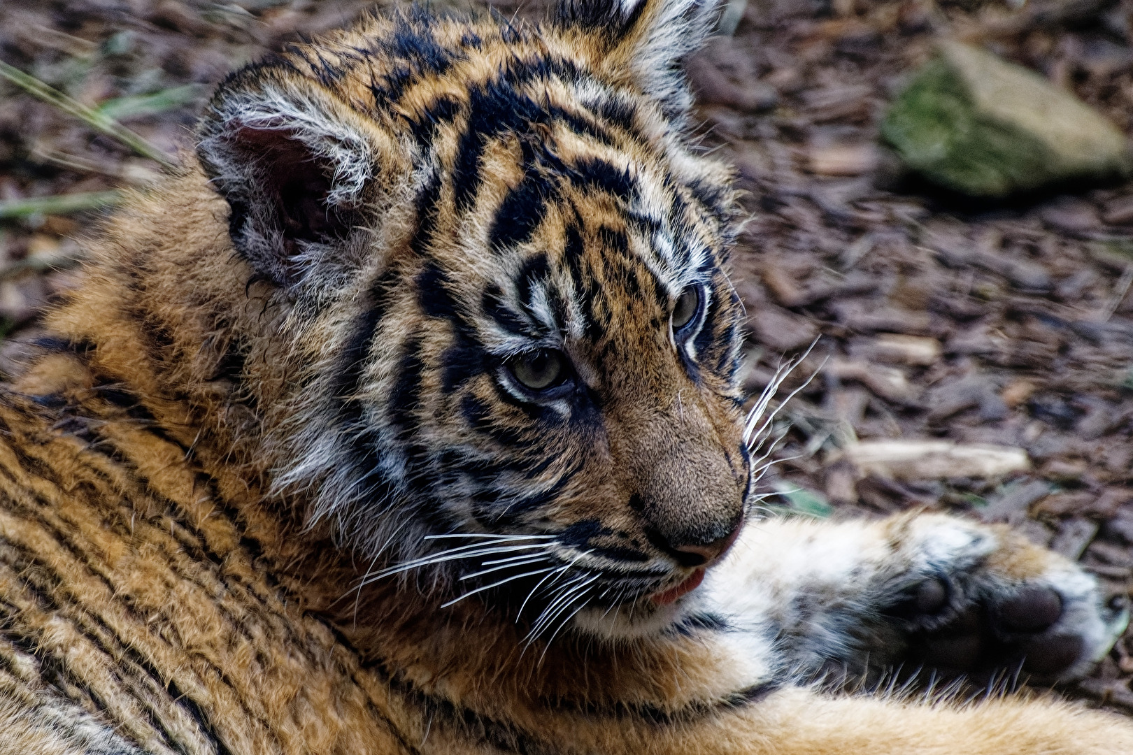 junger Tiger