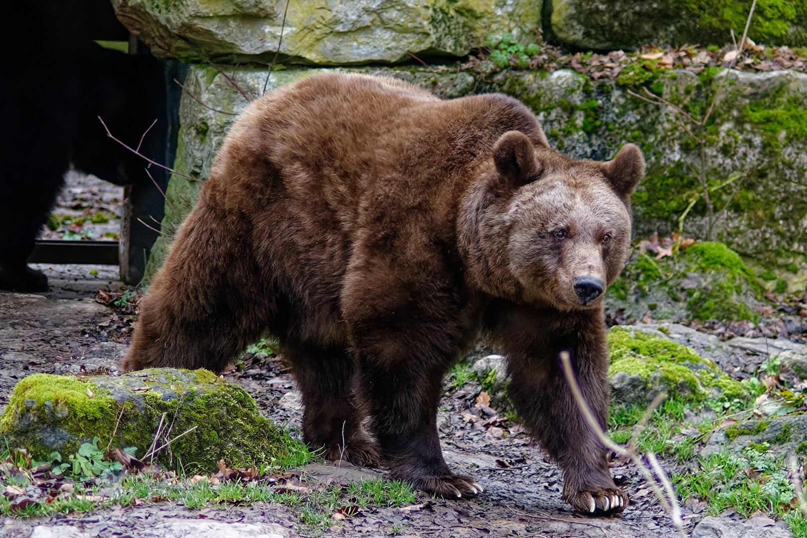 Braunbär