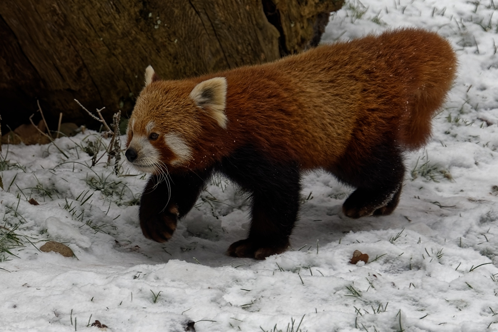 Roter Panda ( Katzenbär )