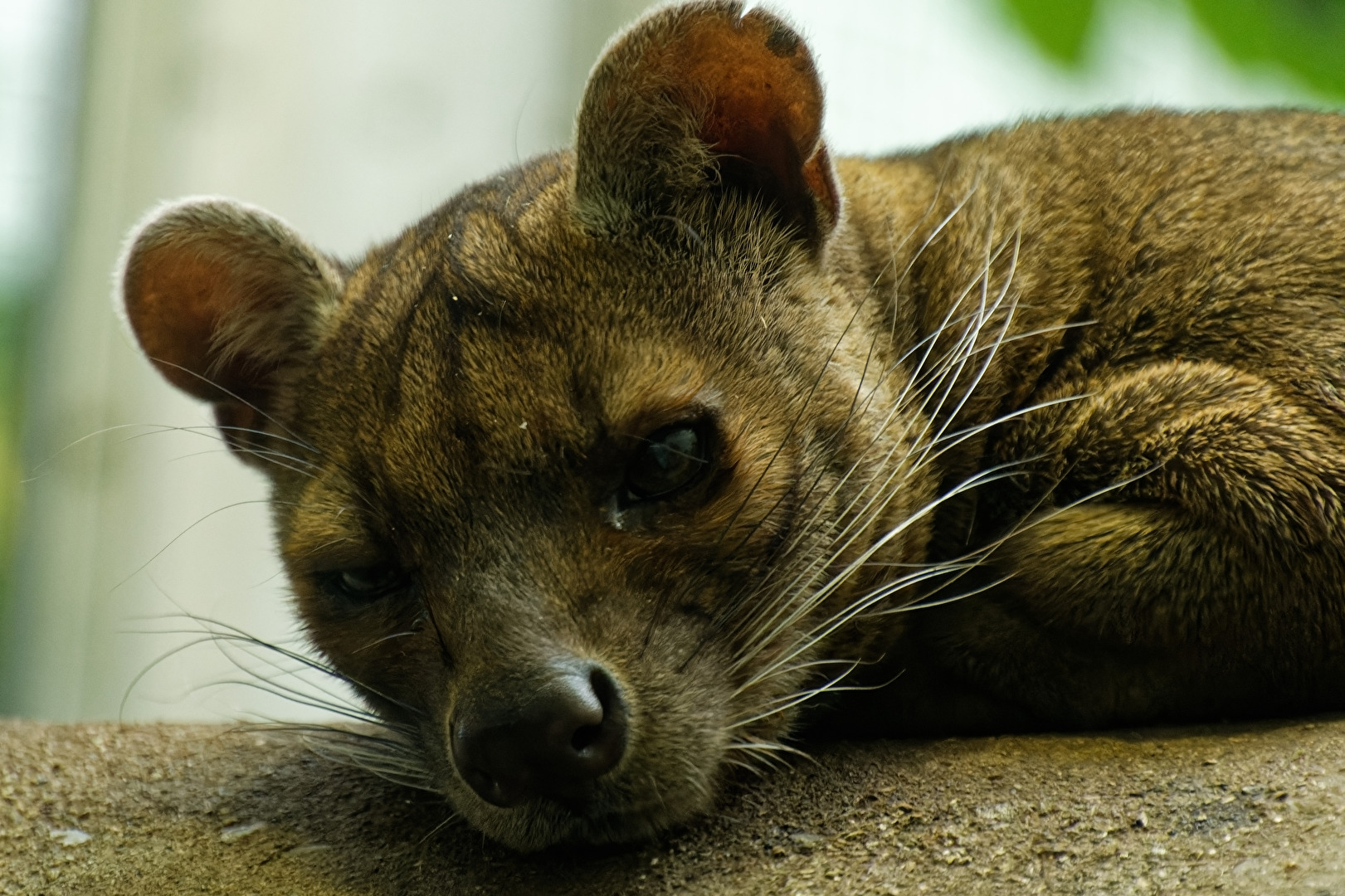 Fossa