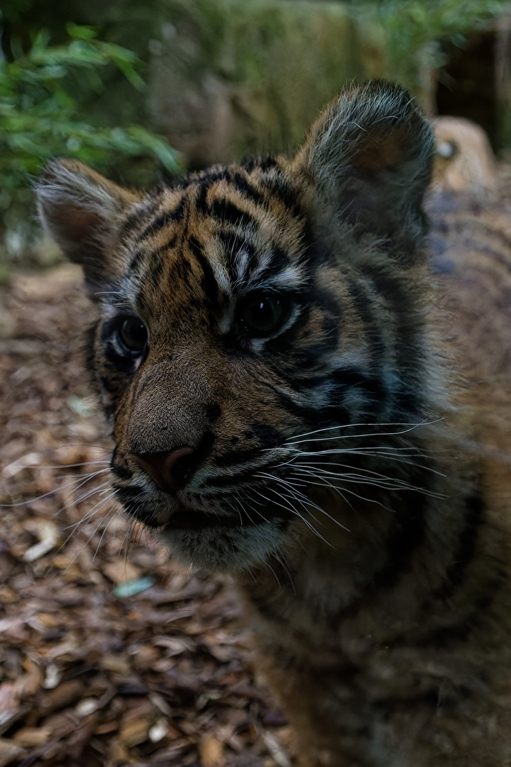 junger Tiger