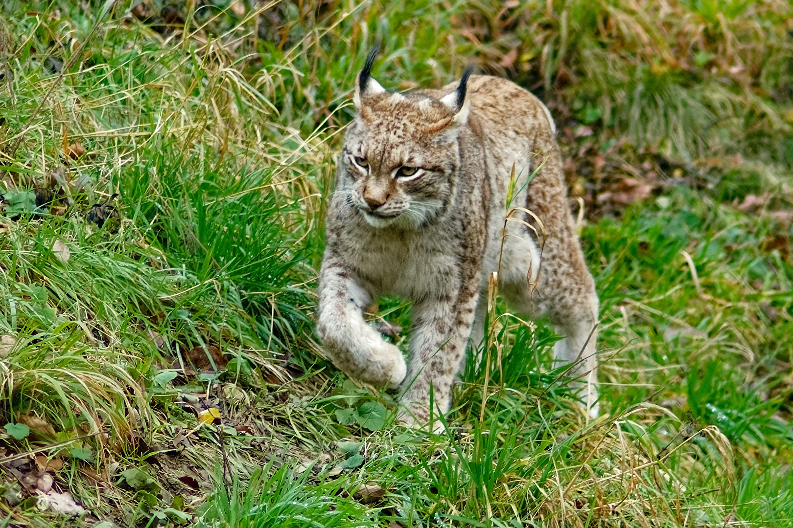 Luchs
