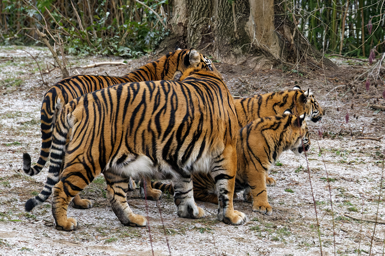 Tiger Familie