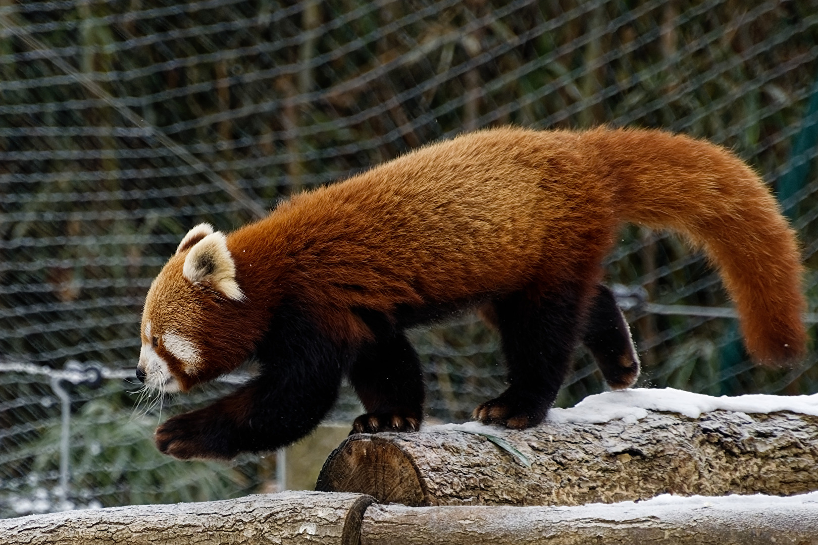 Roter Panda ( Katzenbär )