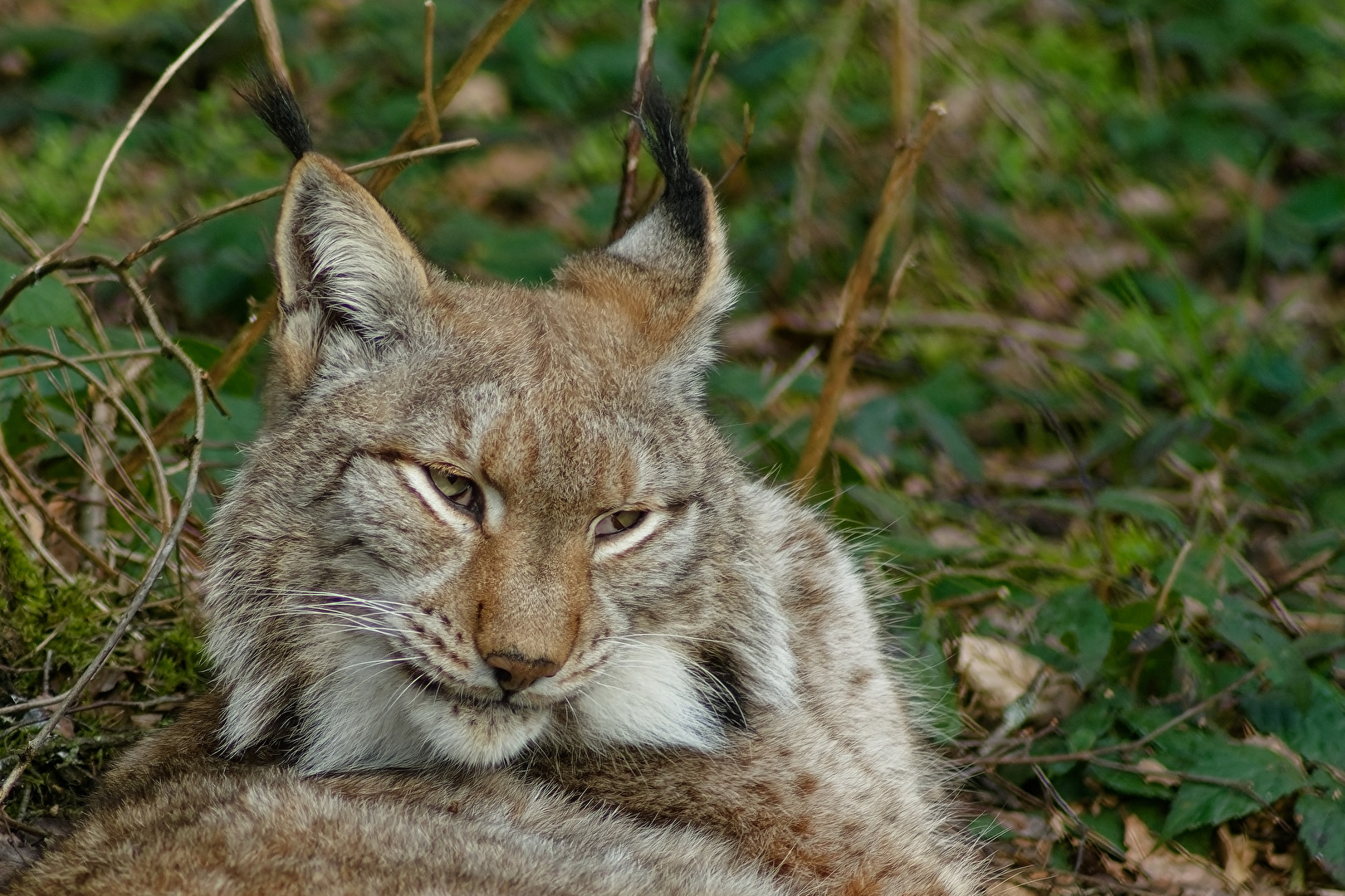 Luchs