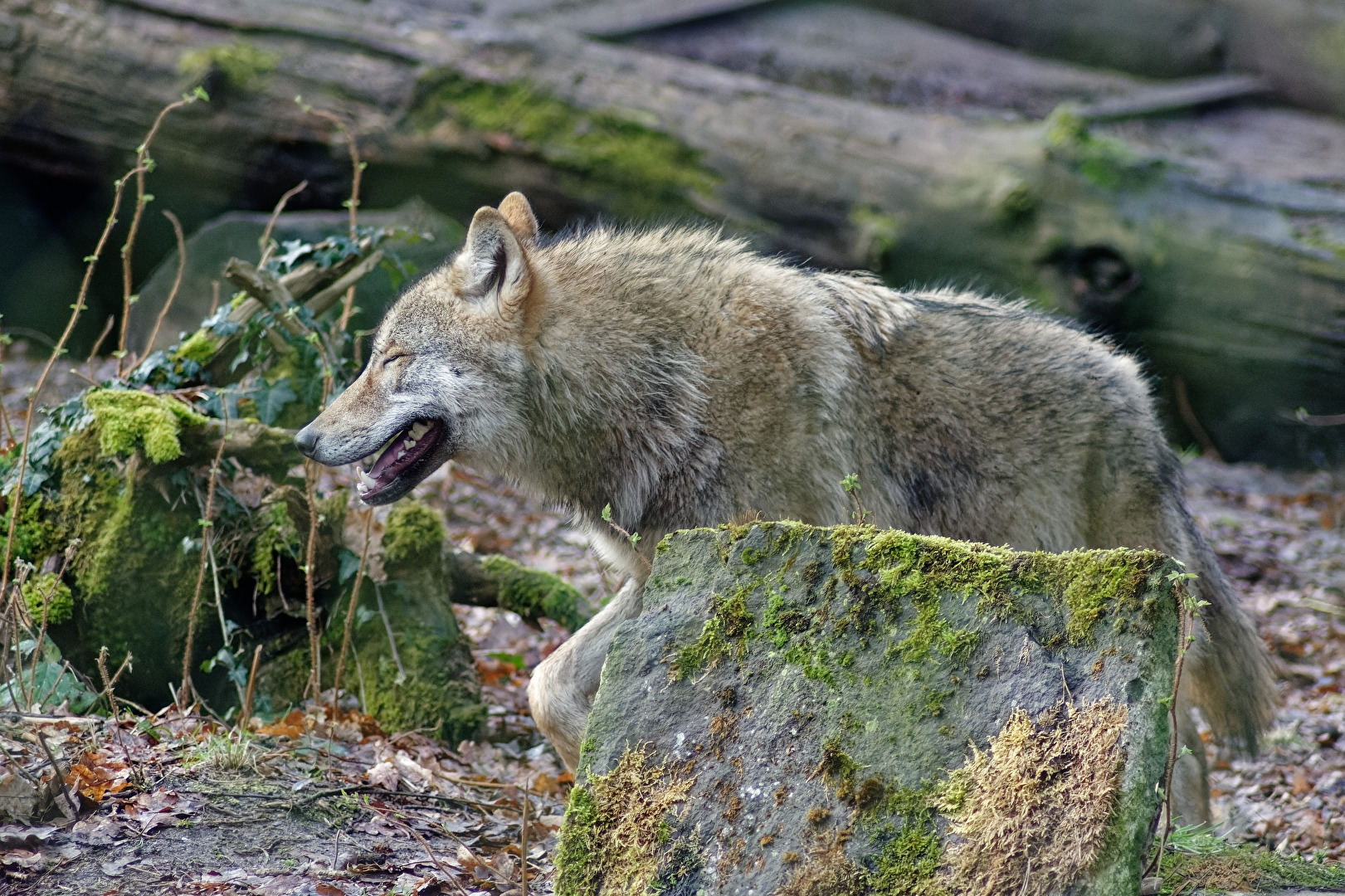 Wolf