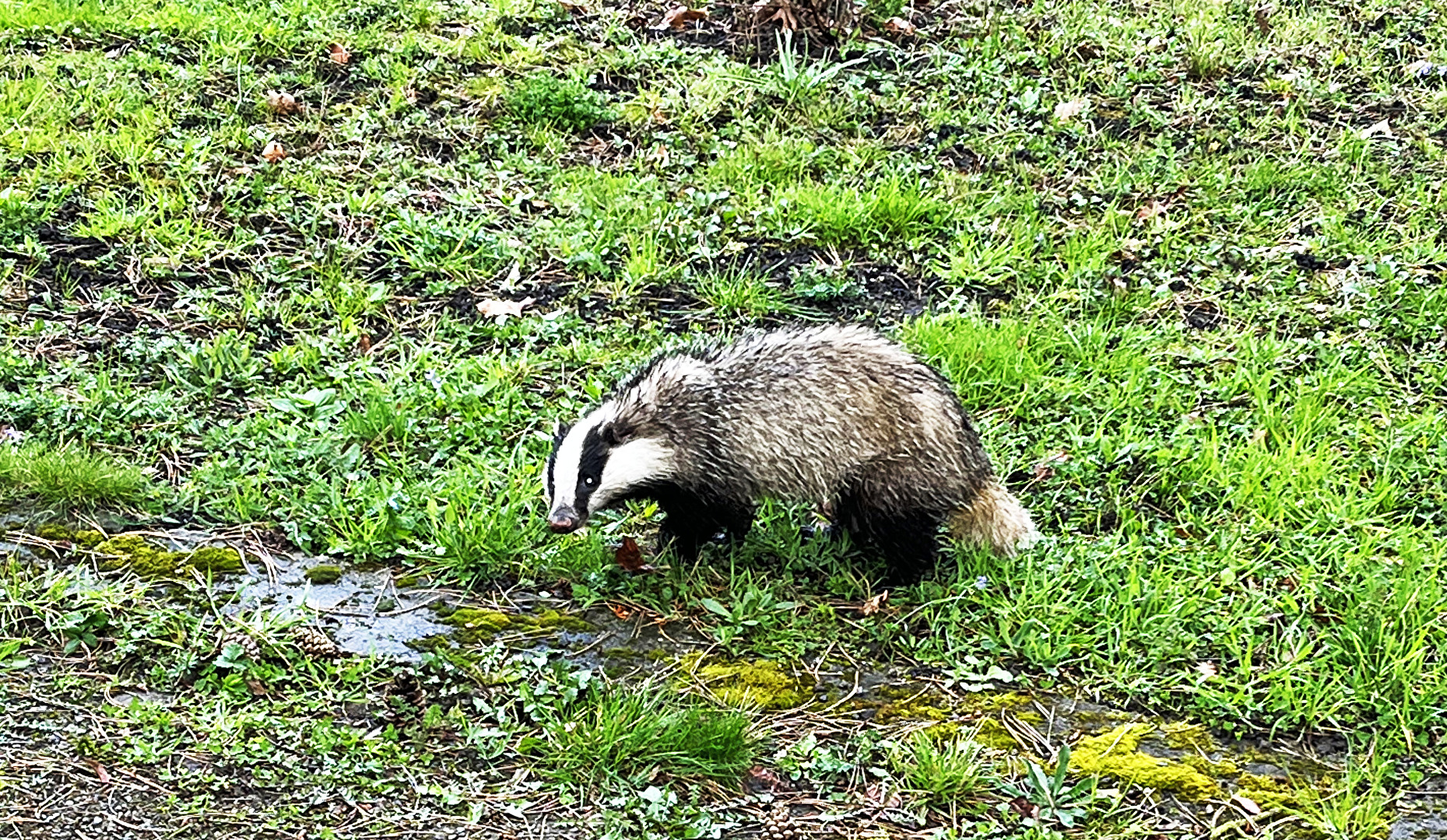 heute Mittag, ein Dachs auf dem Leipziger Südfriedhof...