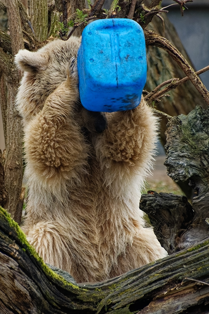 Syrischer Braunbär