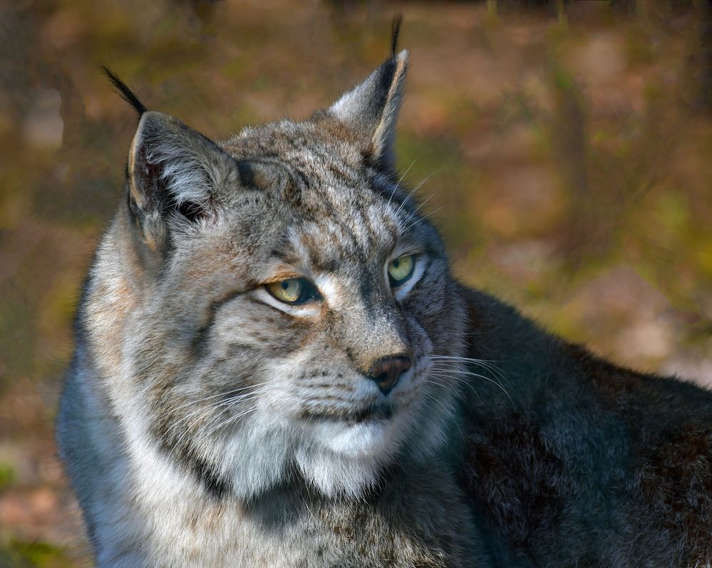 Luchs