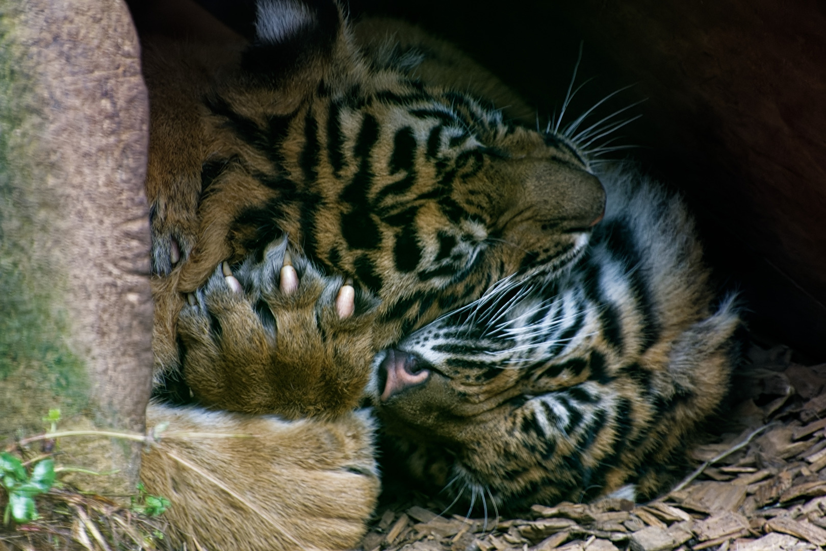 junger Tiger