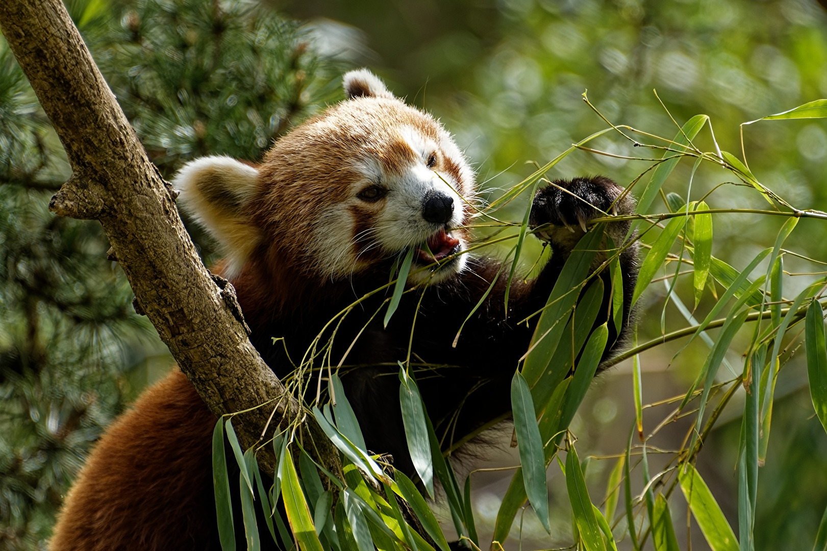 Roter Panda ( Katzenbär )