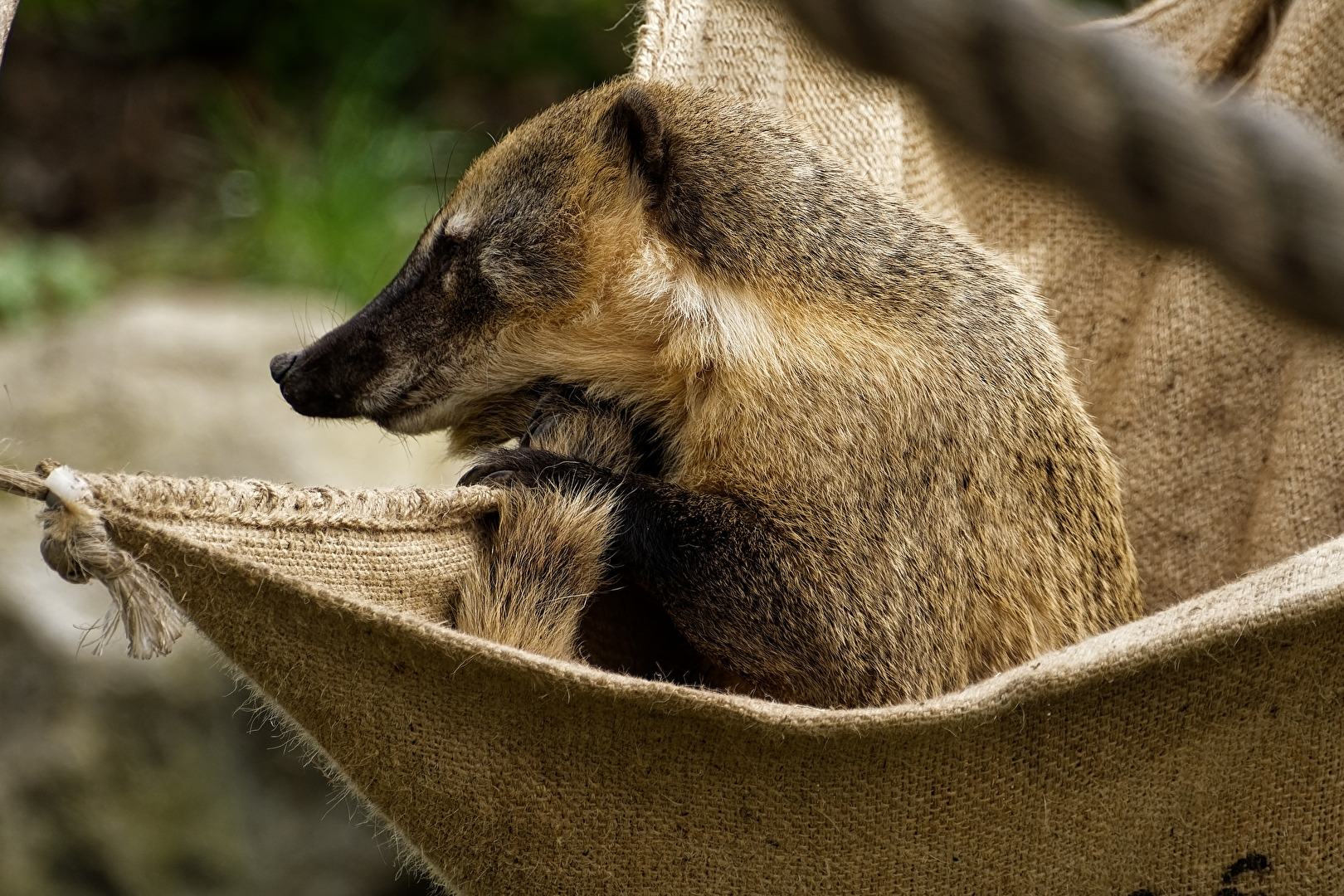 Nasenbär