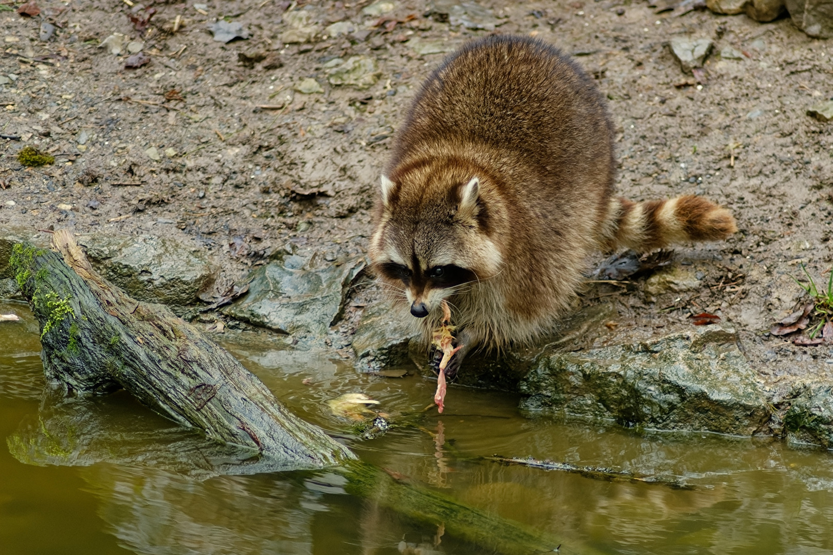 Waschbär