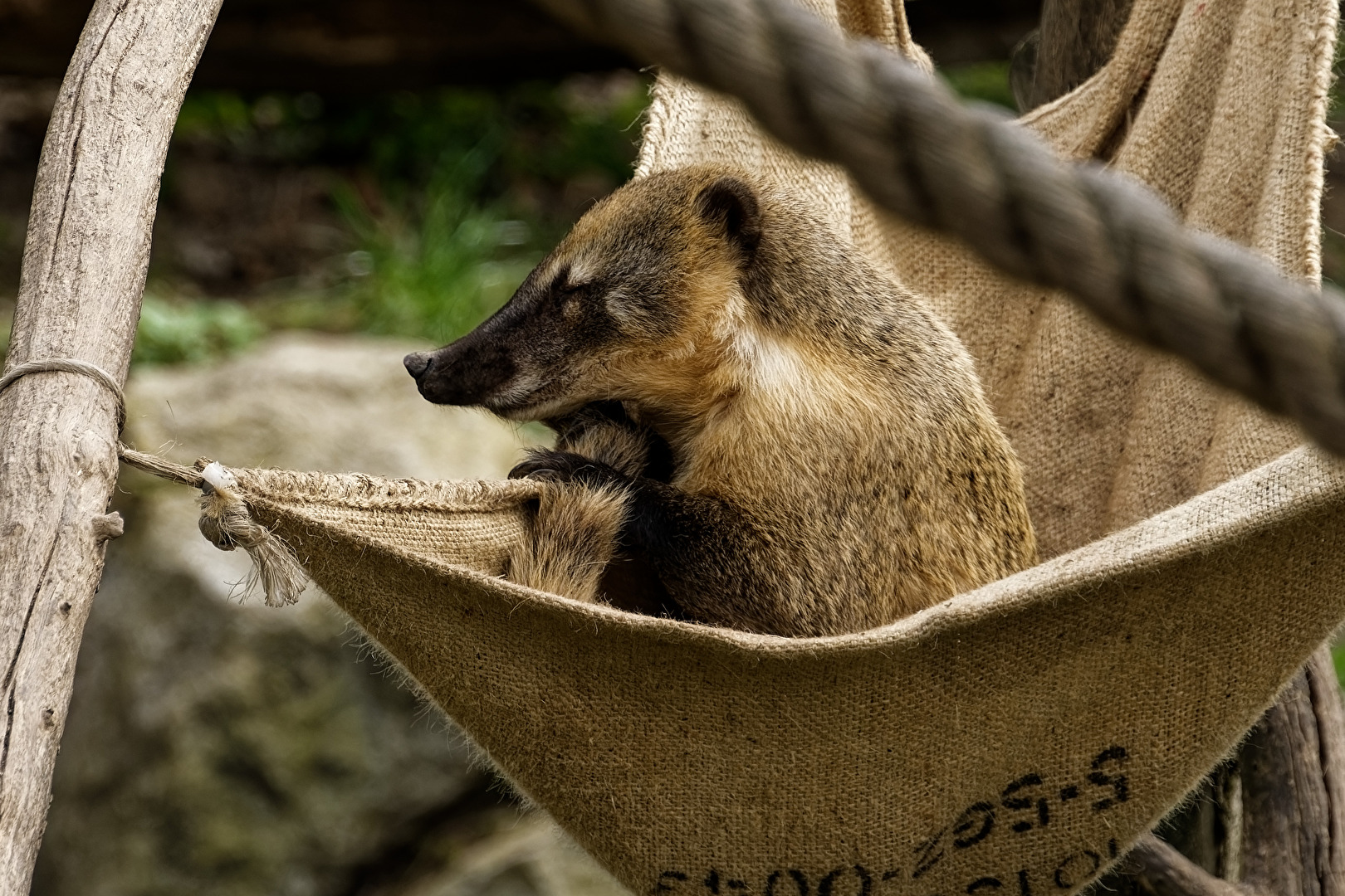 Nasenbär